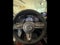 2024 Mazda Mazda CX-50 2.5 Turbo Premium Package AWD