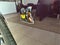 2022 Dodge Challenger R/T Scat Pack RWD